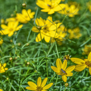 COREOPSIS VERTICILLATA, ZAGREB, CULTIVAR, ASTERACEAE - 3394