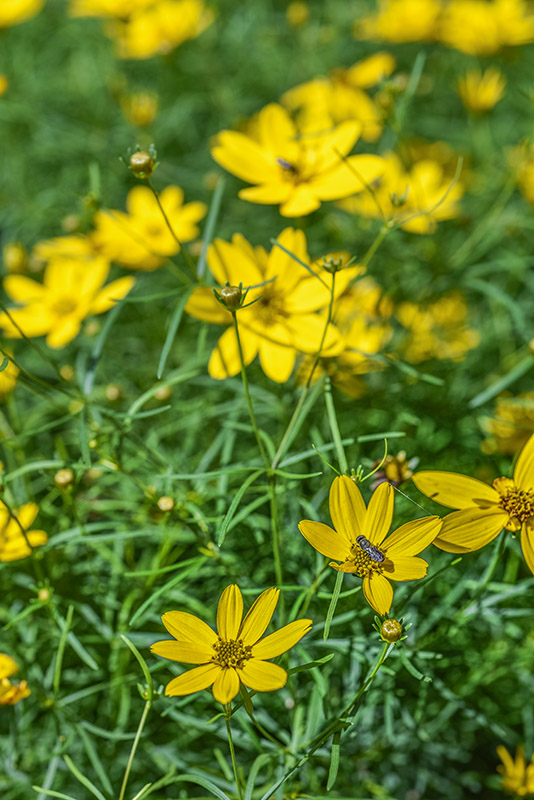 COREOPSIS VERTICILLATA, ZAGREB, CULTIVAR, ASTERACEAE - 3394