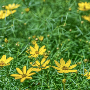 COREOPSIS VERTICILLATA, ZAGREB, CULTIVAR, ASTERACEAE - 3395
