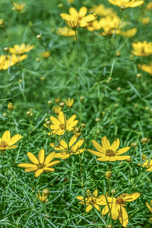 COREOPSIS VERTICILLATA, ZAGREB, CULTIVAR, ASTERACEAE - 3395