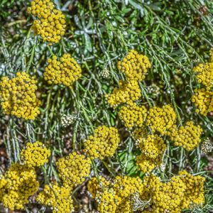 HELICHRYSUM LITOREUM, PERPETUINI DELLE SCOGLIERE, ROCK HELICHRYSUM, ZONA MEDITERRANEA, MEDITERRANEAN AREA, ASTERACEAE - 3400