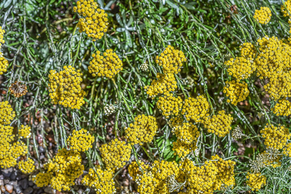 HELICHRYSUM LITOREUM, PERPETUINI DELLE SCOGLIERE, ROCK HELICHRYSUM, ZONA MEDITERRANEA, MEDITERRANEAN AREA, ASTERACEAE - 3400