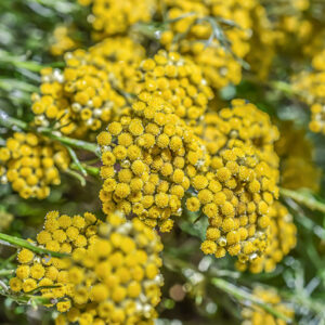 HELICHRYSUM LITOREUM, PERPETUINI DELLE SCOGLIERE, ROCK HELICHRYSUM, ZONA MEDITERRANEA, MEDITERRANEAN AREA, ASTERACEAE - 3402