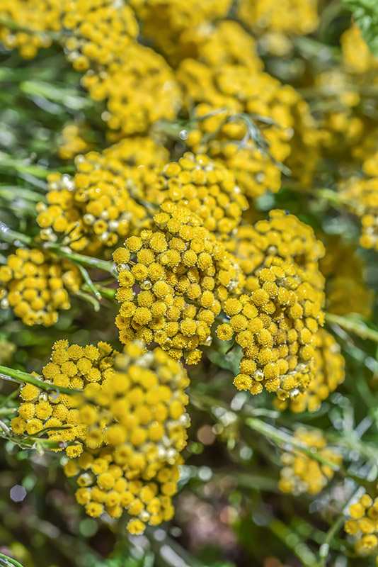 HELICHRYSUM LITOREUM, PERPETUINI DELLE SCOGLIERE, ROCK HELICHRYSUM, ZONA MEDITERRANEA, MEDITERRANEAN AREA, ASTERACEAE - 3402