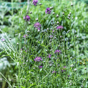 CENTAUREA SCABIOSA, L, CENTAUREA SCABIOSA, L, CENTAUREA SCABIOSA, EURASAIA, ASTERACEAE - 3404