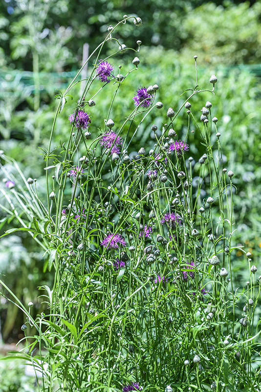 CENTAUREA SCABIOSA, L, CENTAUREA SCABIOSA, L, CENTAUREA SCABIOSA, EURASAIA, ASTERACEAE - 3404
