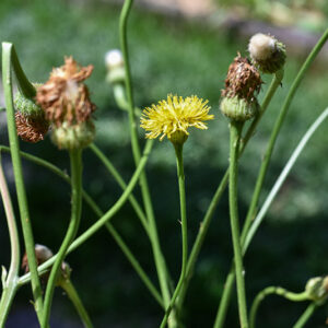 HYPOCHAERIS MACULATA, L, COSTOLINA MACCHIATA, EUROPA, ASIA SETTENTRIONALE, ASTERACEAE - 3407