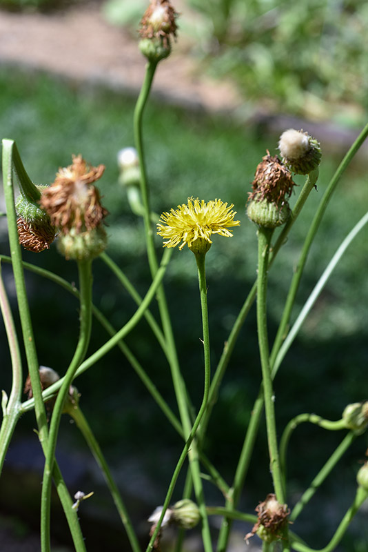 HYPOCHAERIS MACULATA, L, COSTOLINA MACCHIATA, EUROPA, ASIA SETTENTRIONALE, ASTERACEAE - 3407
