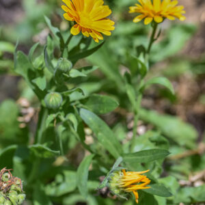 CALENDULA OFFICINALIS, L, CALENDULA, POT MARIGOLD, AREA MEDITERRANEA, ASTERACEAE - 3409
