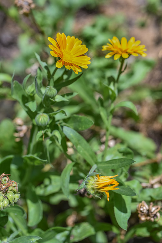 CALENDULA OFFICINALIS, L, CALENDULA, POT MARIGOLD, AREA MEDITERRANEA, ASTERACEAE - 3409