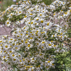 TANACETUM CORYMBOSUM, ERBA AMARA DEI BOSCHI, ASTERACEAE - 3411