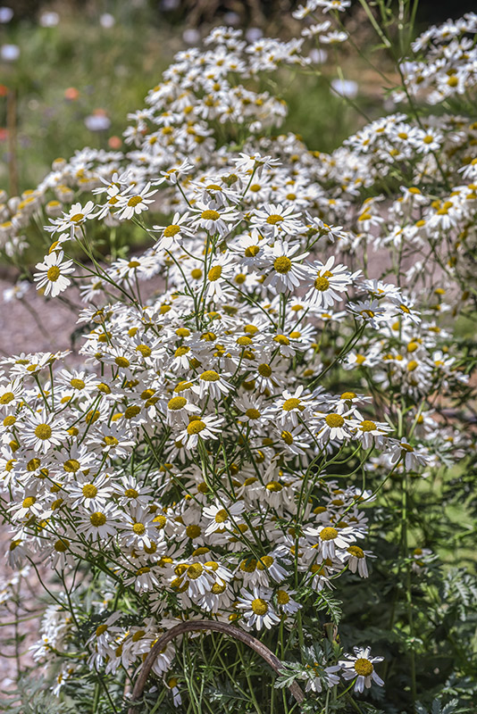 TANACETUM CORYMBOSUM, ERBA AMARA DEI BOSCHI, ASTERACEAE - 3411