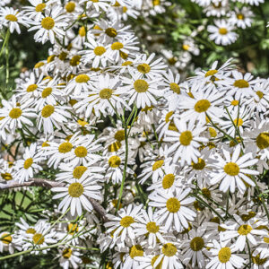 TANACETUM CORYMBOSUM, ERBA AMARA DEI BOSCHI, ASTERACEAE - 3412