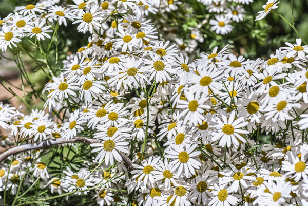 TANACETUM CORYMBOSUM, ERBA AMARA DEI BOSCHI, ASTERACEAE - 3412