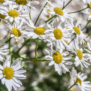 TANACETUM CORYMBOSUM, ERBA AMARA DEI BOSCHI, ASTERACEAE - 3413