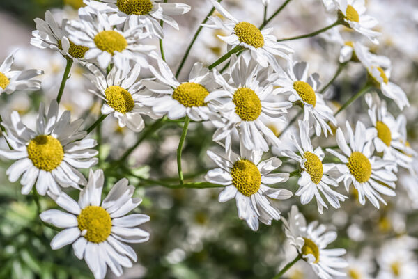 TANACETUM CORYMBOSUM, ERBA AMARA DEI BOSCHI, ASTERACEAE - 3413