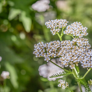 ACHILLEA MILLEFOLIUM, MILLEFOGLIO, ACHILLEA, EUROPA, SIBERIA, ASTERACEAE - 3416