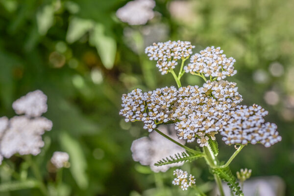 ACHILLEA MILLEFOLIUM, MILLEFOGLIO, ACHILLEA, EUROPA, SIBERIA, ASTERACEAE - 3416