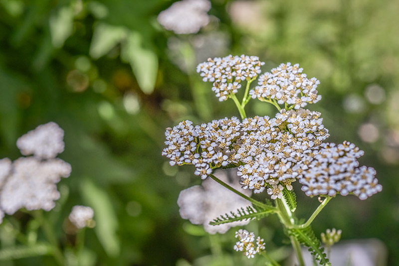 ACHILLEA MILLEFOLIUM, MILLEFOGLIO, ACHILLEA, EUROPA, SIBERIA, ASTERACEAE - 3416 - immagine 1