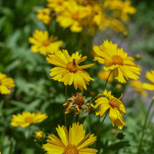 COREOPSIS GRANDIFLORA, ASTERACEAE - 3418