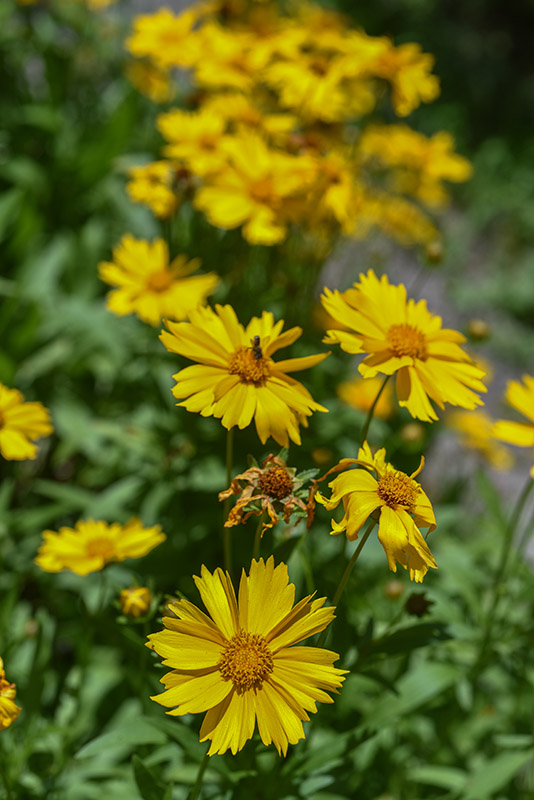 COREOPSIS GRANDIFLORA, ASTERACEAE - 3418