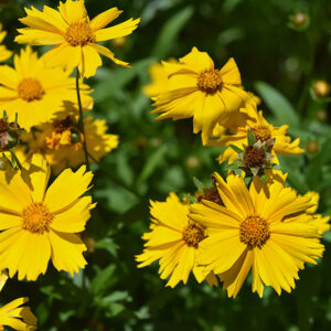 COREOPSIS GRANDIFLORA, ASTERACEAE - 3419