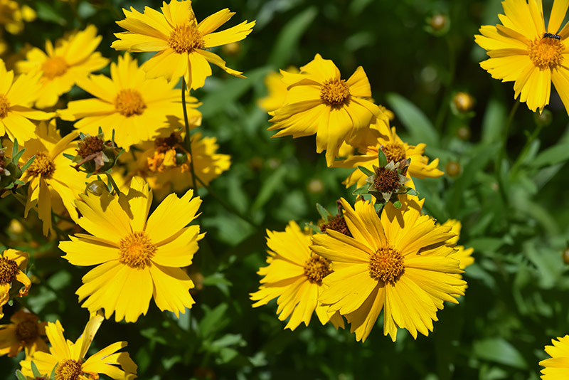 COREOPSIS GRANDIFLORA, ASTERACEAE - 3419 - immagine 1