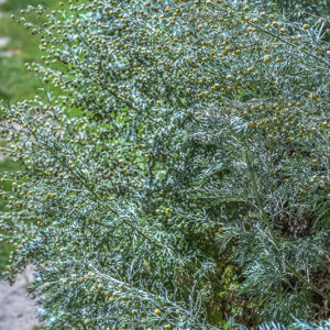 ARTEMISIA ARBORESCENS, L, ASSENZIO ARBUSTIVO, TREE WORMWOOD, ASTERACEAE, AREA MEDITERRANEA - 3421