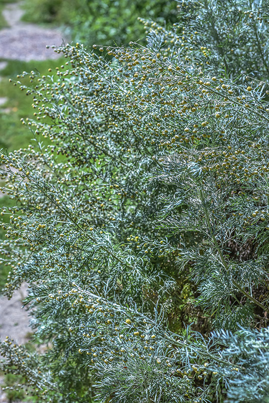 ARTEMISIA ARBORESCENS, L, ASSENZIO ARBUSTIVO, TREE WORMWOOD, ASTERACEAE, AREA MEDITERRANEA - 3421