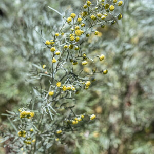 ARTEMISIA ARBORESCENS, L, ASSENZIO ARBUSTIVO, TREE WORMWOOD, ASTERACEAE, AREA MEDITERRANEA - 3422