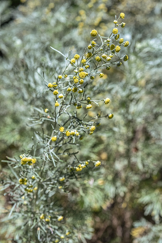 ARTEMISIA ARBORESCENS, L, ASSENZIO ARBUSTIVO, TREE WORMWOOD, ASTERACEAE, AREA MEDITERRANEA - 3422