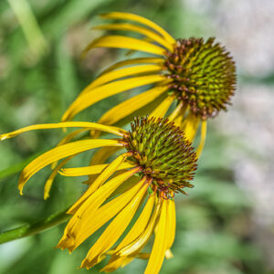 ECHINACEA PARADOXA, ECHINACEA GIALLA, NORD AMERICA, ASTERACEAE - 3424