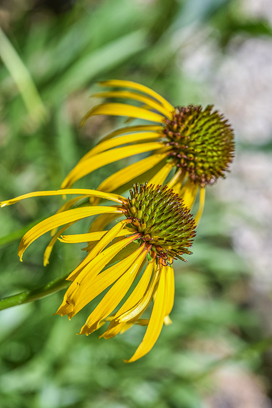 ECHINACEA PARADOXA, ECHINACEA GIALLA, NORD AMERICA, ASTERACEAE - 3424