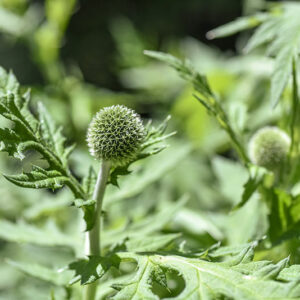 ECHINOPSSPA CROCEPHALUS, GLANDULAR GLOBE-THISTLE, GREAT GLOBE-THISTLE, OPALE GLOBE-THISTLE, ASTERACEAE - 3628