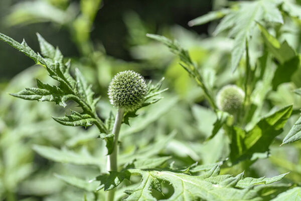 ECHINOPSSPA CROCEPHALUS, GLANDULAR GLOBE-THISTLE, GREAT GLOBE-THISTLE, OPALE GLOBE-THISTLE, ASTERACEAE - 3628