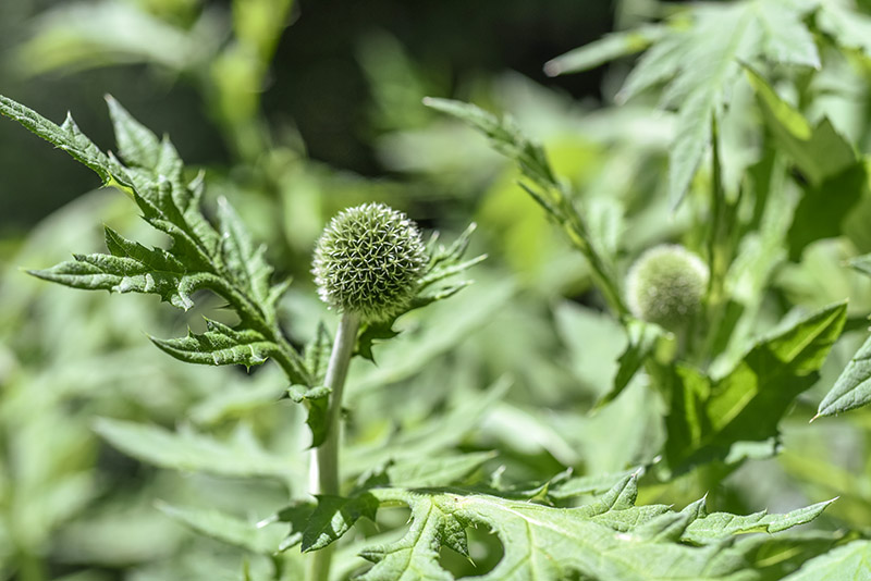ECHINOPSSPA CROCEPHALUS, GLANDULAR GLOBE-THISTLE, GREAT GLOBE-THISTLE, OPALE GLOBE-THISTLE, ASTERACEAE - 3628 - immagine 1