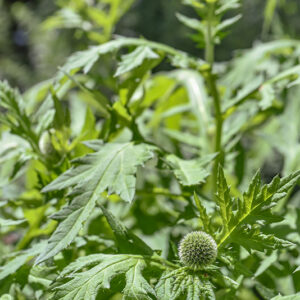 ECHINOPSSPA CROCEPHALUS, GLANDULAR GLOBE-THISTLE, GREAT GLOBE-THISTLE, OPALE GLOBE-THISTLE, ASTERACEAE - 3630