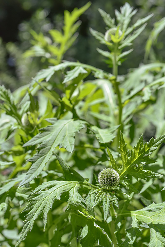 ECHINOPSSPA CROCEPHALUS, GLANDULAR GLOBE-THISTLE, GREAT GLOBE-THISTLE, OPALE GLOBE-THISTLE, ASTERACEAE - 3630