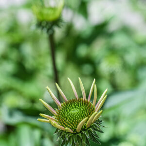ECHINACEA PURPUREA, L, ECHINACEA, EASTERN PURPLE CONEFLOWER, ASTERACEAE, STATI UNITI ORIENTALI - 3628