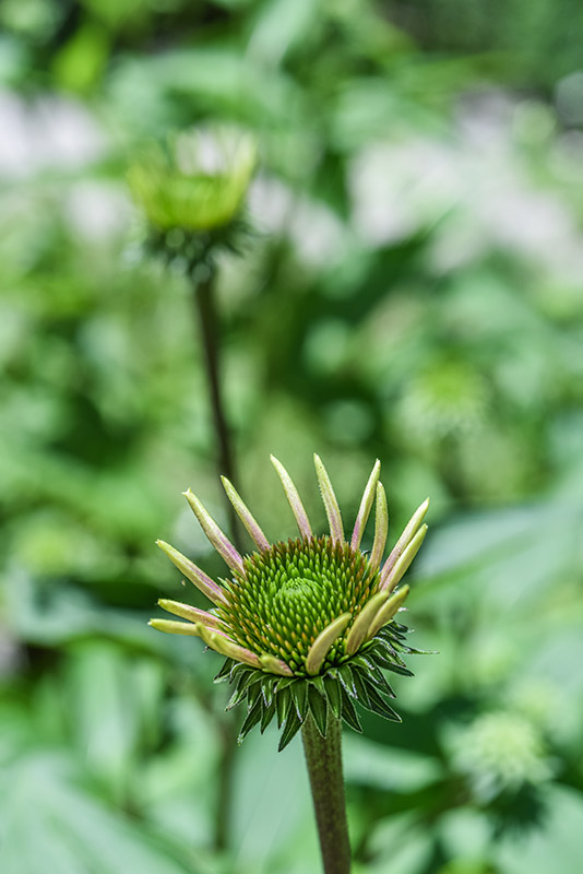 ECHINACEA PURPUREA, L, ECHINACEA, EASTERN PURPLE CONEFLOWER, ASTERACEAE, STATI UNITI ORIENTALI - 3628