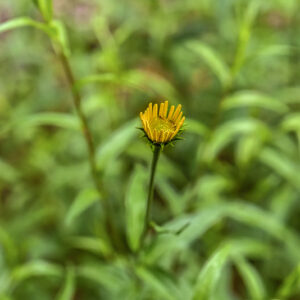 BUPHTHALMUM SALICIFOLIUM, L, ASTEROIDE SALICINA, SUD EST EUROPA, ASTERACEAE - 16686383