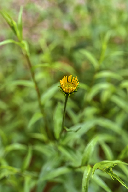 BUPHTHALMUM SALICIFOLIUM, L, ASTEROIDE SALICINA, SUD EST EUROPA, ASTERACEAE - 16686383