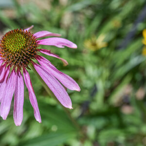 ECHINACEA PARADOXA, ECHINACEA ROSA, NORD AMERICA, ASTERACEAE - 3425