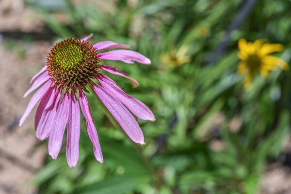 ECHINACEA PARADOXA, ECHINACEA ROSA, NORD AMERICA, ASTERACEAE - 3425
