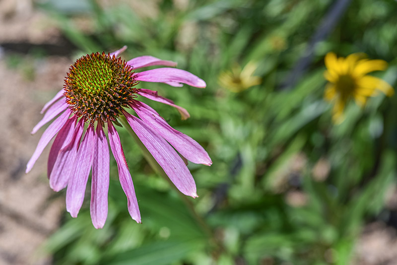 ECHINACEA PARADOXA, ECHINACEA ROSA, NORD AMERICA, ASTERACEAE - 3425 - immagine 1
