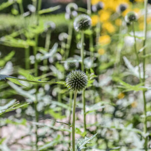 ECHINOPS BANNATICUS, ECHINOPS, BLUE GLOBE THISTLE, EUROPA CENTRO ORIENTALE, ASTERACEAE - 3439