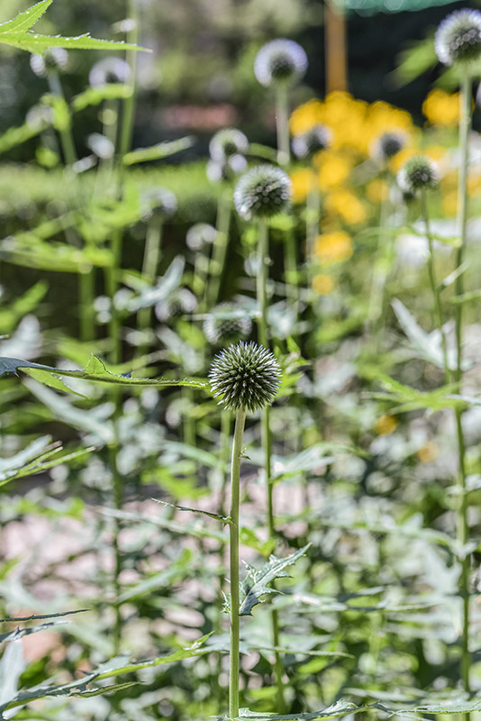 ECHINOPS BANNATICUS, ECHINOPS, BLUE GLOBE THISTLE, EUROPA CENTRO ORIENTALE, ASTERACEAE - 3439