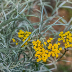 HELICHRYSUM ITALICUM, PERPETUINI D'ITALIA, CURRY PLANT, EUROPA MERIDIONALE, ASTERACAEAE - 3508