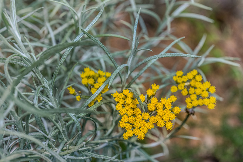 HELICHRYSUM ITALICUM, PERPETUINI D'ITALIA, CURRY PLANT, EUROPA MERIDIONALE, ASTERACAEAE - 3508 - immagine 1