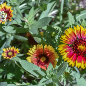 GAILLARDIA, NORD AMERICA, ASTERACEAE - 3519